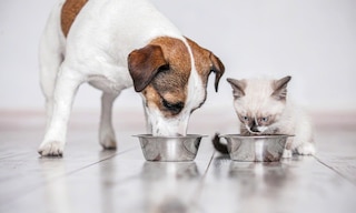 Vitakraft Italia renueva su bodega de alimentos para mascotas